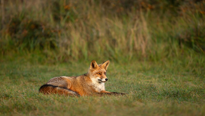 Obraz premium Red fox resting in green meadow grass