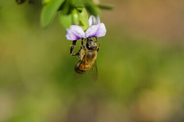 Honey bee gathers nectar from delicate purple flower in a vibrant garden setting during springtime © Михаил Шорохов