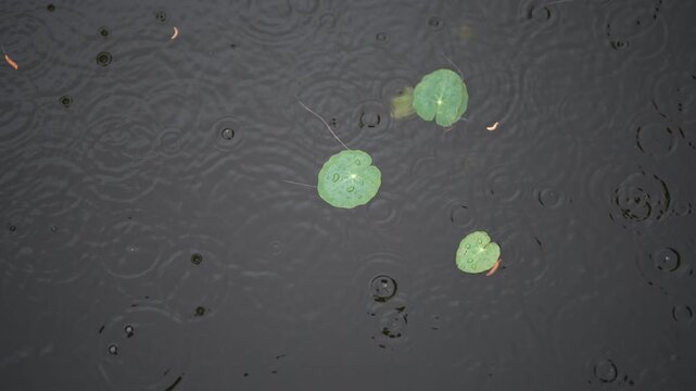 Cinematic horizontal top down view of tiny round green lotus leaves floating on a dark pond surface creating gentle ripples in the rain - 비 내리는 날 어두운 연못 수면 위로 굵은 빗방울이 떨어지며 잔잔한 동심원 물파랑