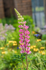 Obraz premium Single pink foxglove bloom standing tall in sunlit garden