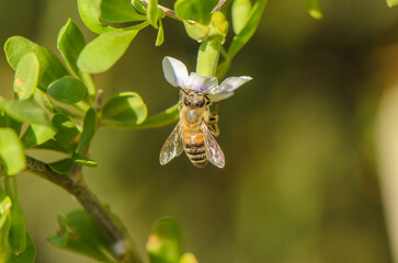 Bees busily collecting nectar from blooming flowers in bright sunlight © Михаил Шорохов