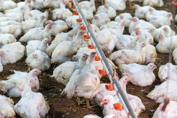 Large flock of white broiler chickens raised inside a modern commercial poultry house equipped with automated feeding and drinking systems. Intensive poultry farming operation designed for efficient l © tarfullhd