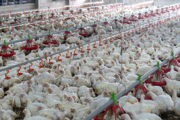 Large flock of white broiler chickens raised inside a modern commercial poultry house equipped with automated feeding and drinking systems. Intensive poultry farming operation designed for efficient l © tarfullhd
