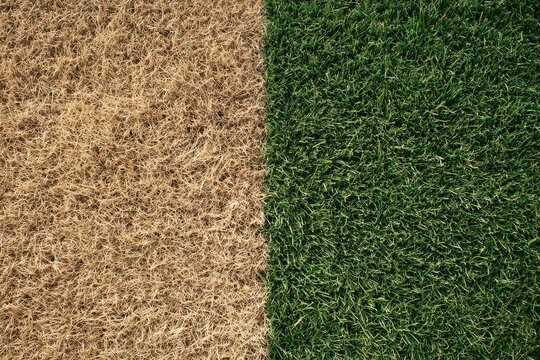 Contrasting close-up of dead brown grass next to vibrant green, healthy turf