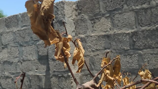 Dried brown leaves on a branch against a grey brick wall background