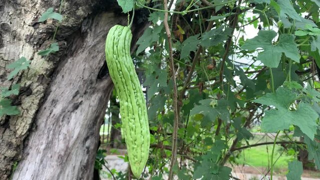 green leaf on the tree
