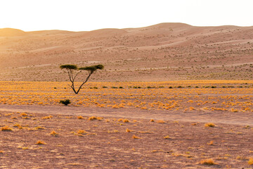Solitary acacia tree in the desert valley with sand dunes in the background © Diana Z