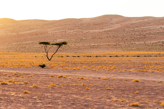 Solitary acacia tree in the desert valley with sand dunes in the background