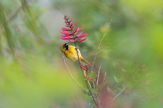 An immature orchard oriole (Icterus spurius) eating from a flower.