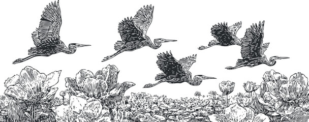 Obraz premium black and white engraving of cranes flying over flower field with detailed botanical elements