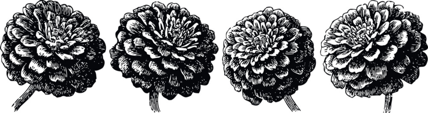 Detailed vintage zinnia flowers engraving set with intricate petals and stems