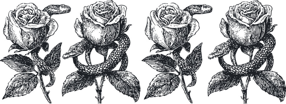 vintage rose and snake engraving floral botanical monochrome illustration with serpent