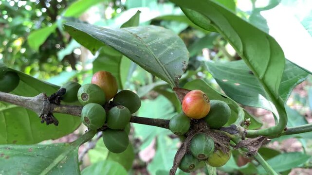 green apples on tree