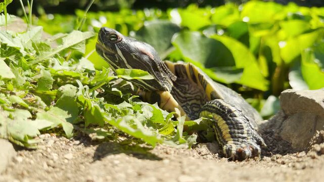 small turtle rests peacefully on a sunny patch of dirt. It stretches its neck toward the warm sunlight. Vibrant green plants surround the calm creature.