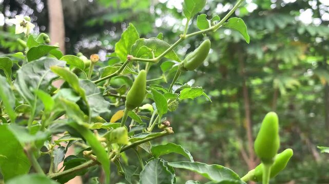 green beans in the garden
