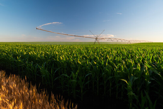 Agricultural irrigation system watering corn field at summer	sunset