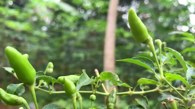 green beans growing in the garden