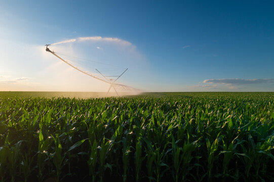 Agricultural irrigation system watering corn field at summer	sunset