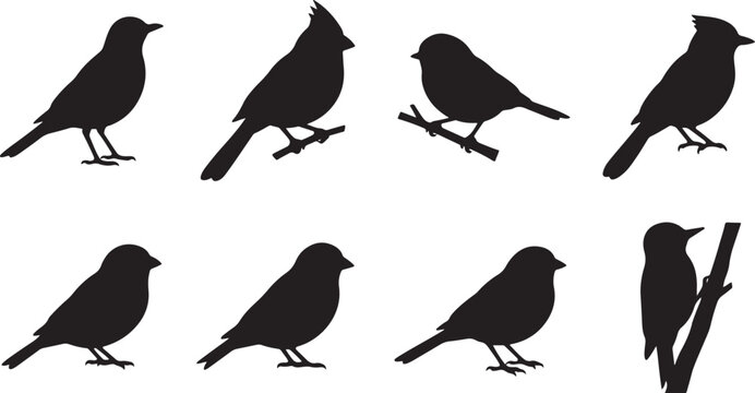 Silhouettes of Songbirds: A collection of eight distinct black silhouettes of various songbirds perched on branches and standing on their feet.