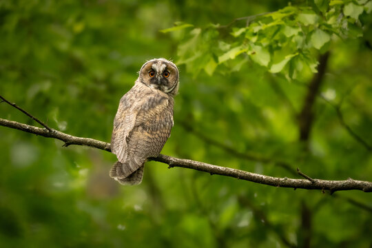 Young Long-eared Owl (Asio otus) Perched on a Tree Branch in Lush Green Forest