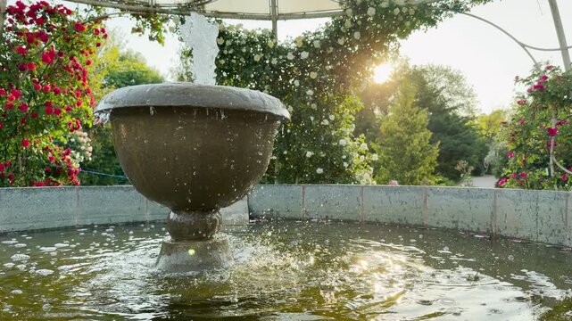 A classic stone fountain shoots water inside a blooming rose garden. The bright sunrise creates a warm, cheerful energy. This lovely scene feels incredibly peaceful and refreshing.