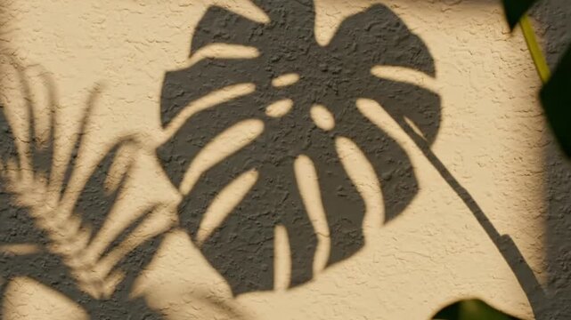 Monstera leaf shadow cast on a textured wall with dappled sunlight creating a natural abstract pattern