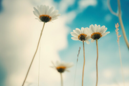 Low angle view of wild daisy flowers blooming in a meadow against a blue sky with clouds. Beautiful vintage cinematic toned background, sunny summer or springtime nature concept.
