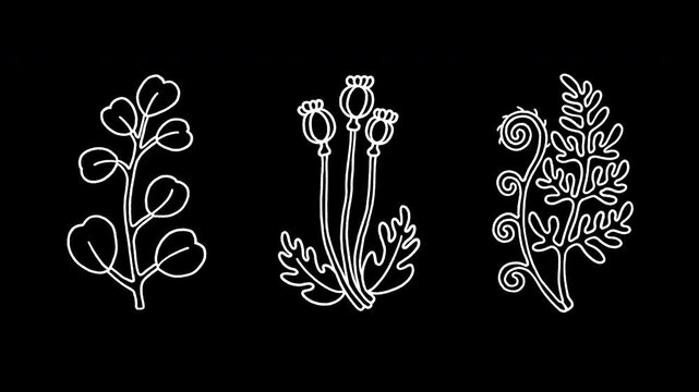Alpha channel loopable 2D botanical pattern animation. Isolated minimalist white line art icons of eucalyptus leaves, poppy pods, fern frond. Chalk sketch with vibrating lines and wiggly doodle effect