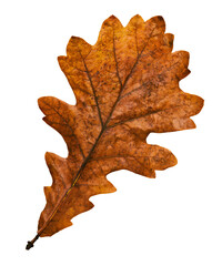 Fototapeta premium Dried golden oak leaf, autumn seasonal decoration, isolated