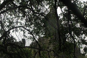 Fototapeta premium Kilchurn Castle partially hidden behind ancient woodland branches in Scotland
