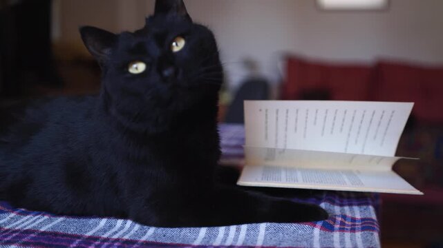 Black cat and book on the table closeup