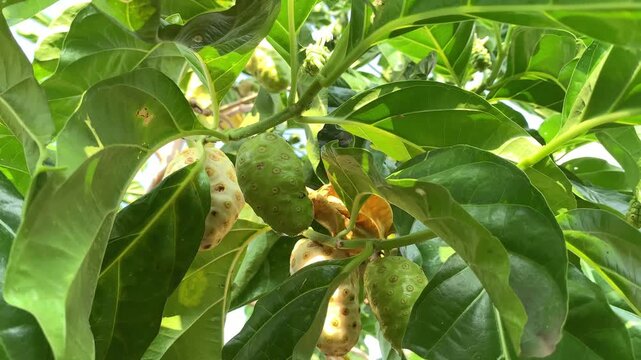 green and yellow peppers