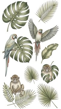 Detailed botanical illustration of various cacti species.