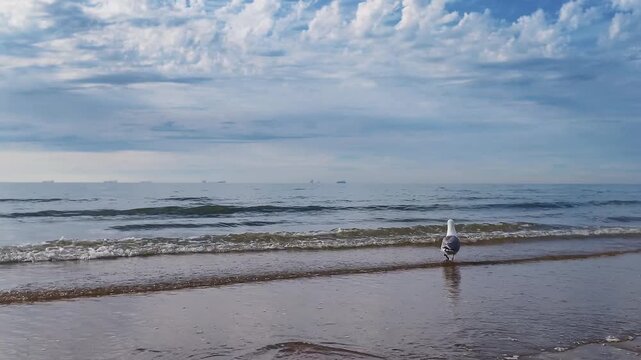 One seagull looks for a food in water in slow motion 180fps