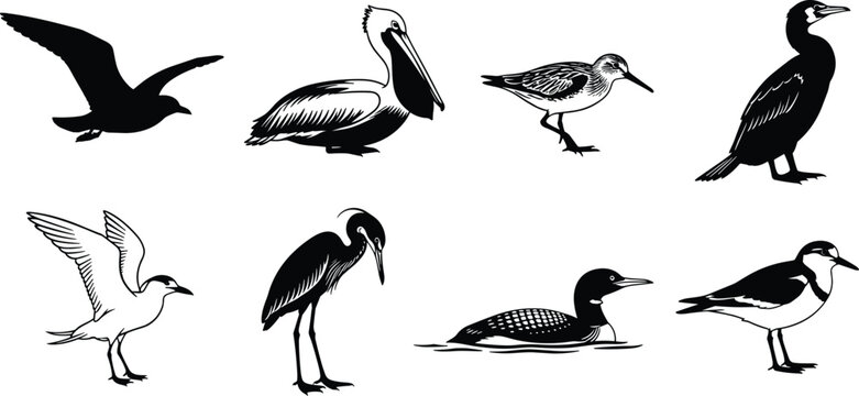 Collection of water bird black and white silhouettes featuring pelican seagull heron cormorant and loon vector illustration