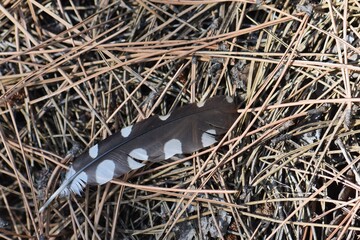 A hoopoe feather against a background of dry pine needles © Stan