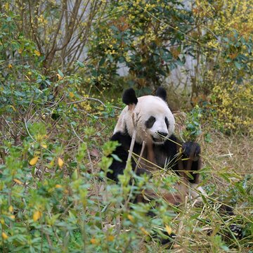 spotting panda enjoying its leisure time in nature, giant panda in its natural habitat