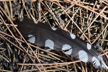 A hoopoe feather against a background of dry pine needles © Stan