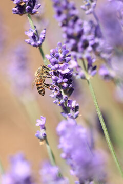 Honigbiene und Lavendel
