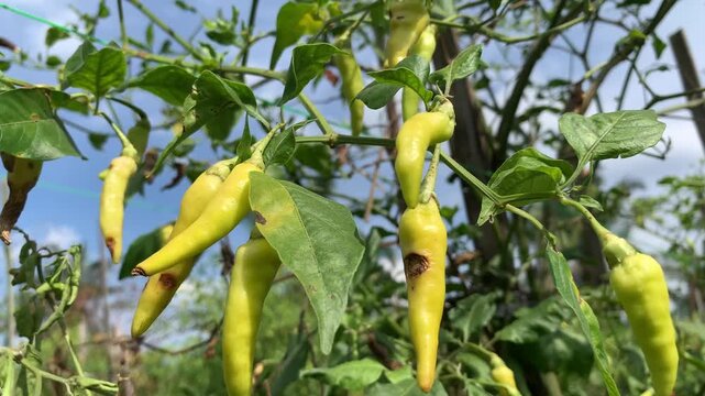 green peppers in the garden