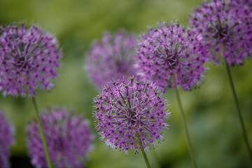 Obraz premium Allium Giganteum flower heads. Ornamental onion with round large heads of purple flowers on long stems. Close-up