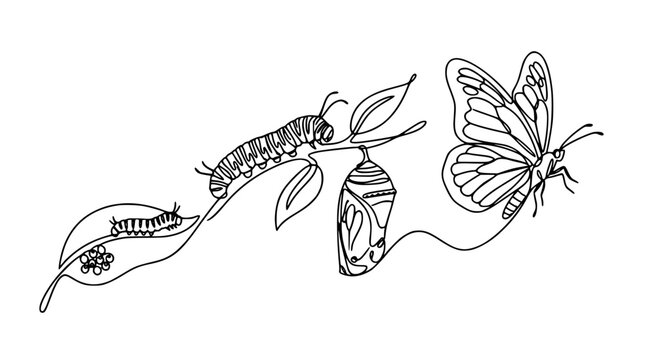 Monarch butterfly life cycle continuous line art drawing with eggs caterpillar pupa chrysalis and adult butterfly vector illustration