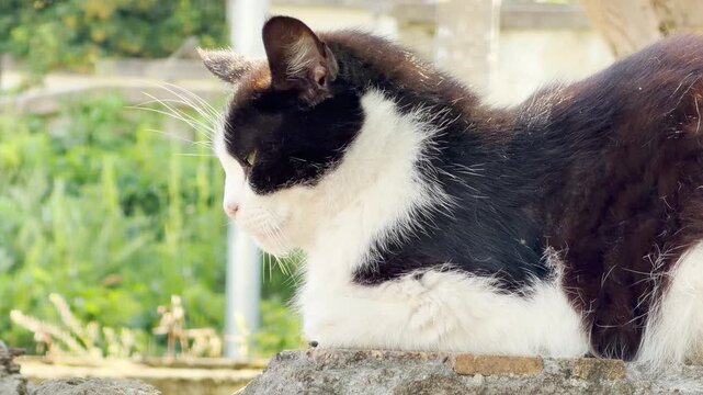 A tuxedo cat sits quietly on an urban stone wall. Busy traffic passes by in the background, creating a loud rumbling street sound.
