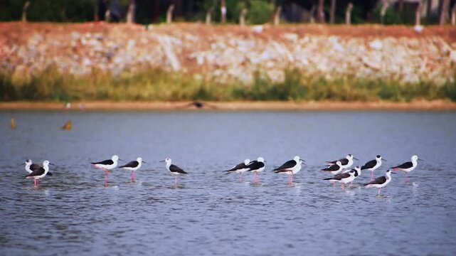 Black-winged Stilts Wading in Shallow Water