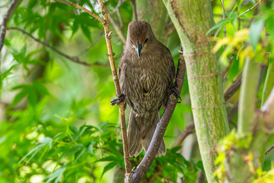 Starling fledging on a branch
