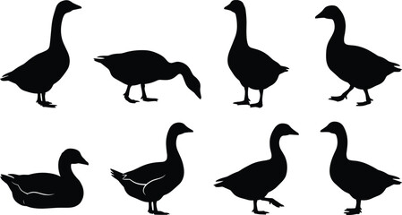 Set of goose silhouettes isolated on white background farm poultry bird vector collection. © MdMonjurul