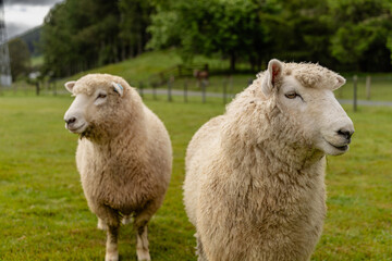 Two Woolly Sheep Standing Green Pasture © Mikhail