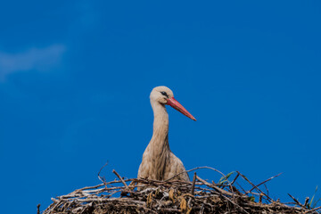 Bocian biały (Ciconia ciconia) spogląda w dół ze swojego gniazda wysoko w górze. Ptak  stoi w swoim gnieździe z gałęzi i konarów na tle czystego, błękitnego nieba  Ma długi, pomarańczowoczerwony dziób © Grzegorz