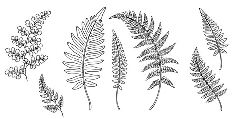 botanical line art design, Set of hand-drawn fern leaves and fronds line art illustrations © Imran
