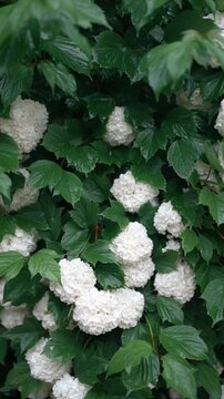 Cinematic vertical close up view of white hydrangea or snowball tree blossoms blooming thickly on wet green leaves in the rain - 비 내리는 날 싱그러운 초록 잎사귀 사이로 하얗고 풍성하게 피어난 백당나무(수국) 꽃송이들